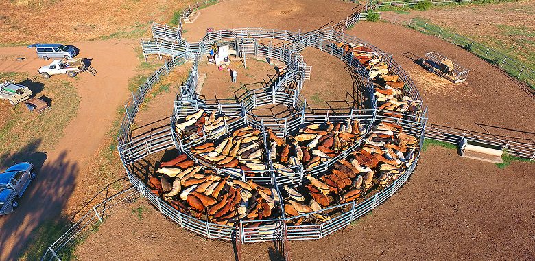 Cattle Yard