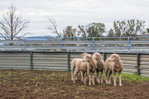 Sheep Yard